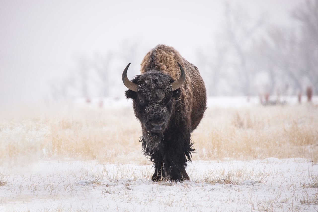 American bison (Bison bison) in a snowy field during winter, showcasing its natural habitat and resilience.