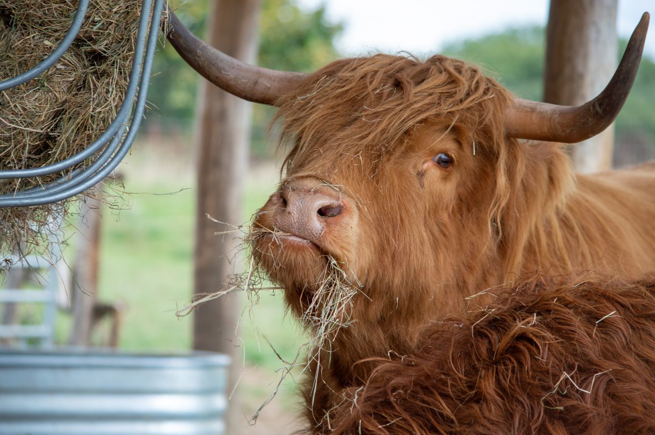 A close-up of a Highland cattle chewing hay on a farm in London, UK.
