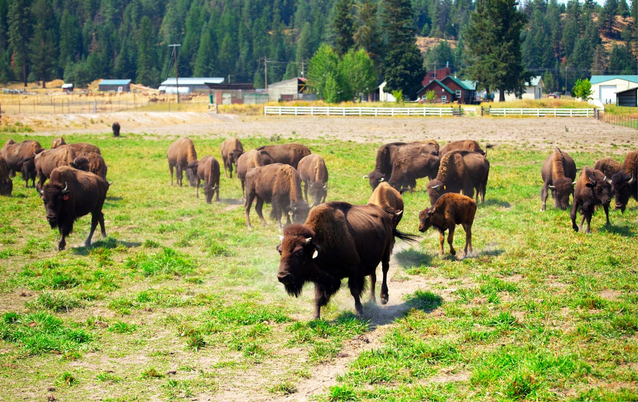 American bison herd roaming the grasslands on a sunny day at a farm.