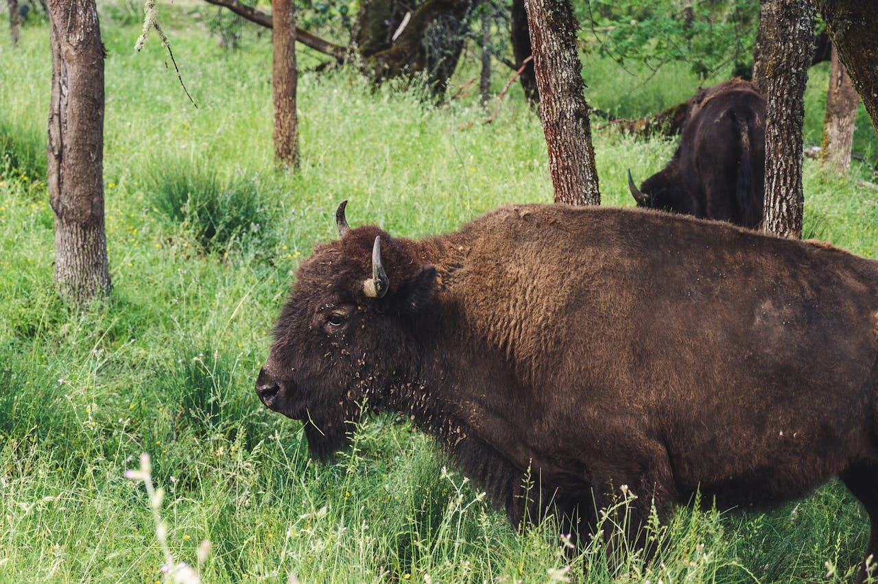 our-experience American bison grazing in a verdant grassland, surrounded by trees.