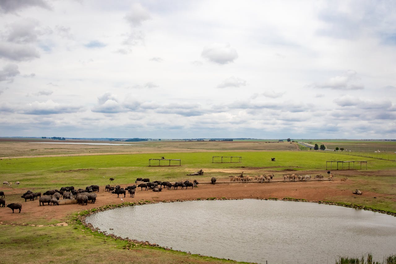 about-img A peaceful herd of buffalo grazing by a lake under a cloudy sky in open grasslands.